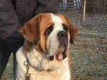 hond