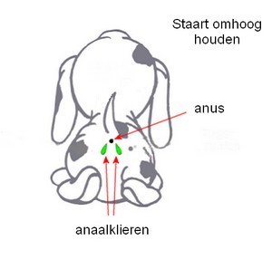 anaalklier-hond