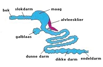 maag darmsysteem