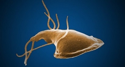 giardia kat wassen