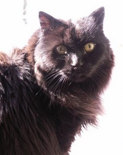 kat-liseng