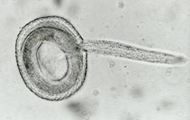 spoelworm-larve
